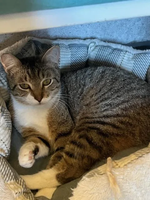 Bobbitail thumbnail 6