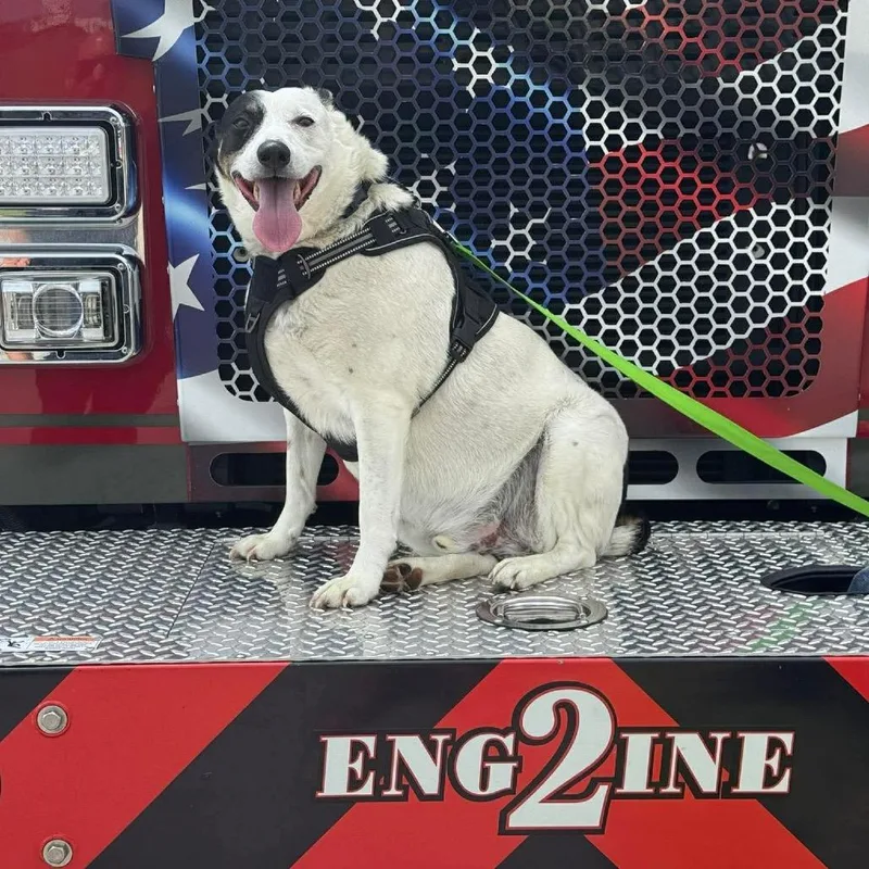 An adult medium-sized male White / Cream Australian Cattle Dog / Blue Heeler dog named Walter for adoption in Corbin, KY