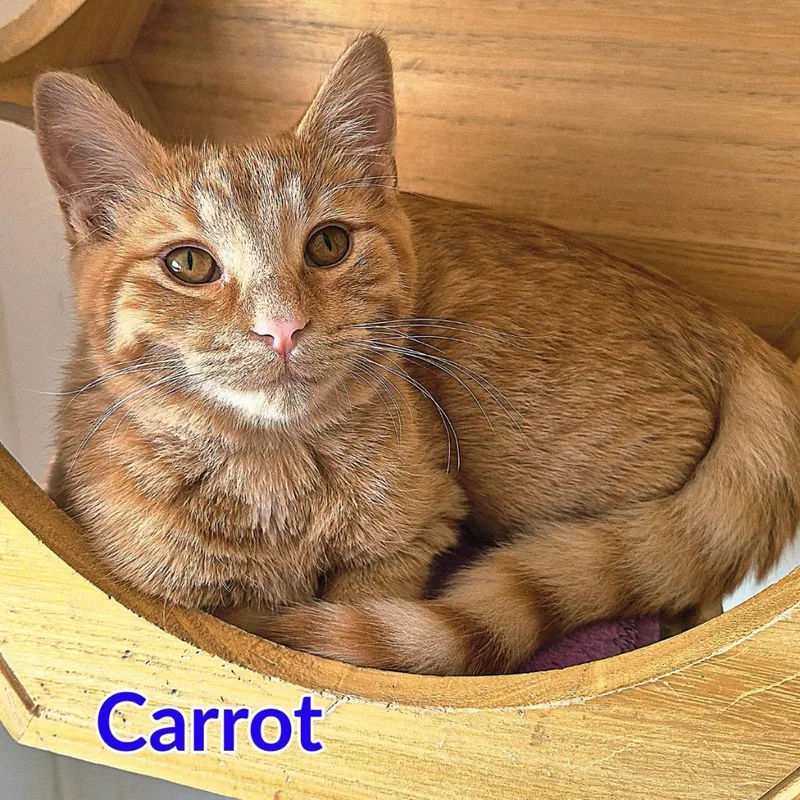 A baby medium-sized male Domestic Short Hair cat named Carrot for adoption in North Saint Paul, MN