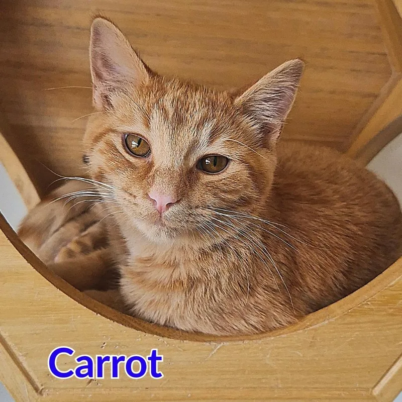 Carrot thumbnail 2