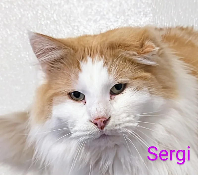 Sergi