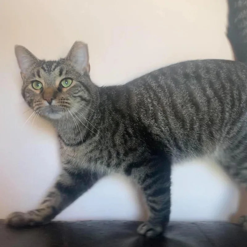 A young large-sized male Brown / Chocolate Tabby cat named Gus for adoption in Fairborn, OH