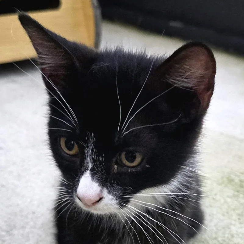 A baby medium-sized female Domestic Short Hair cat named Dotti for adoption in Tampa, FL