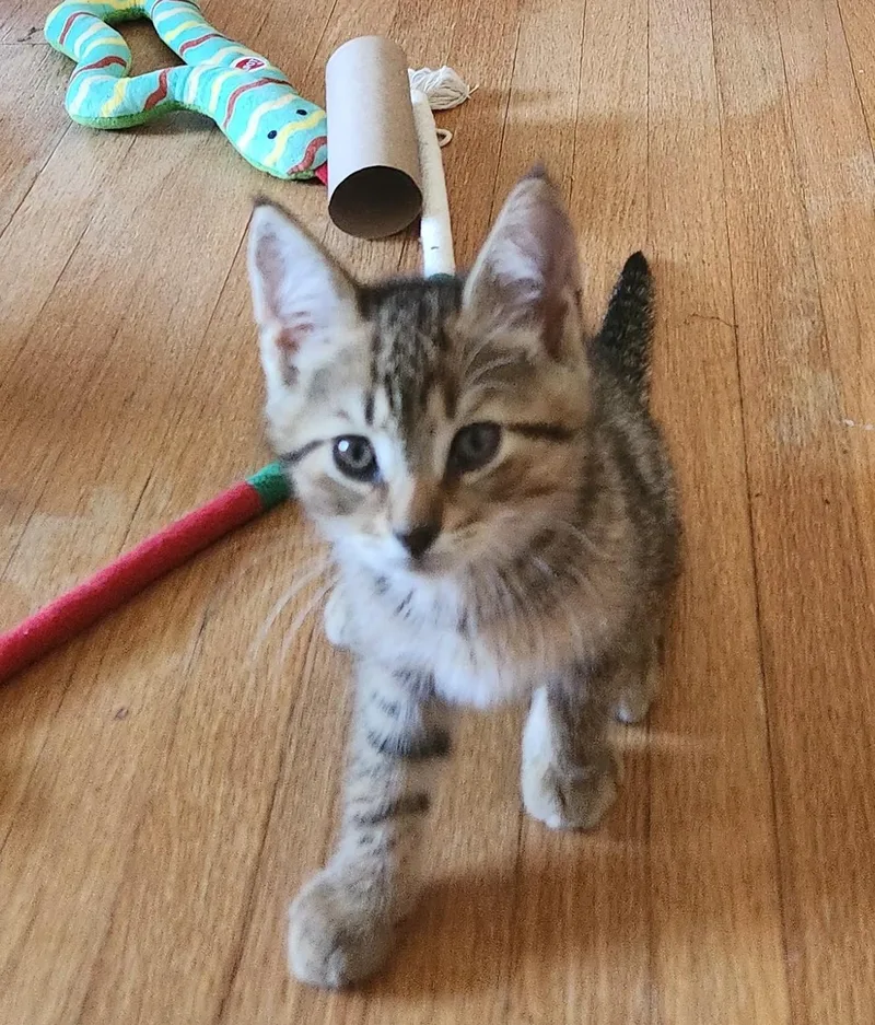 A baby medium-sized female Tabby (Brown / Chocolate) Domestic Short Hair cat named BB Baby for adoption in Avon, NY