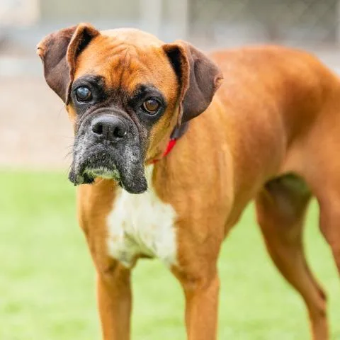 An adult large-sized female Boxer dog named Chocolate for adoption in Camarillo, CA