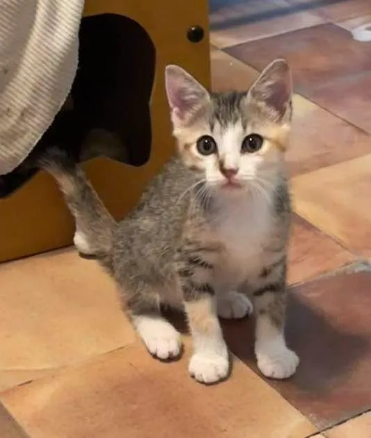 A baby small-sized female Domestic Short Hair cat named Salah for adoption in Magnolia, TX