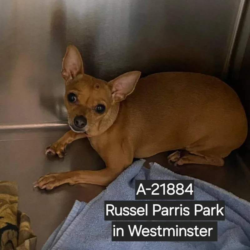 An adult small-sized female Yellow / Tan / Blond / Fawn Chihuahua dog named Crimson for adoption in Westminster, CA