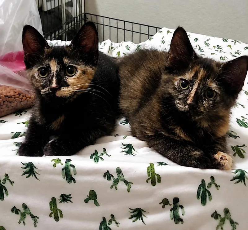 A baby small-sized female Tortoiseshell cat named Jolly Jewel and Happy for adoption in Homestead, FL