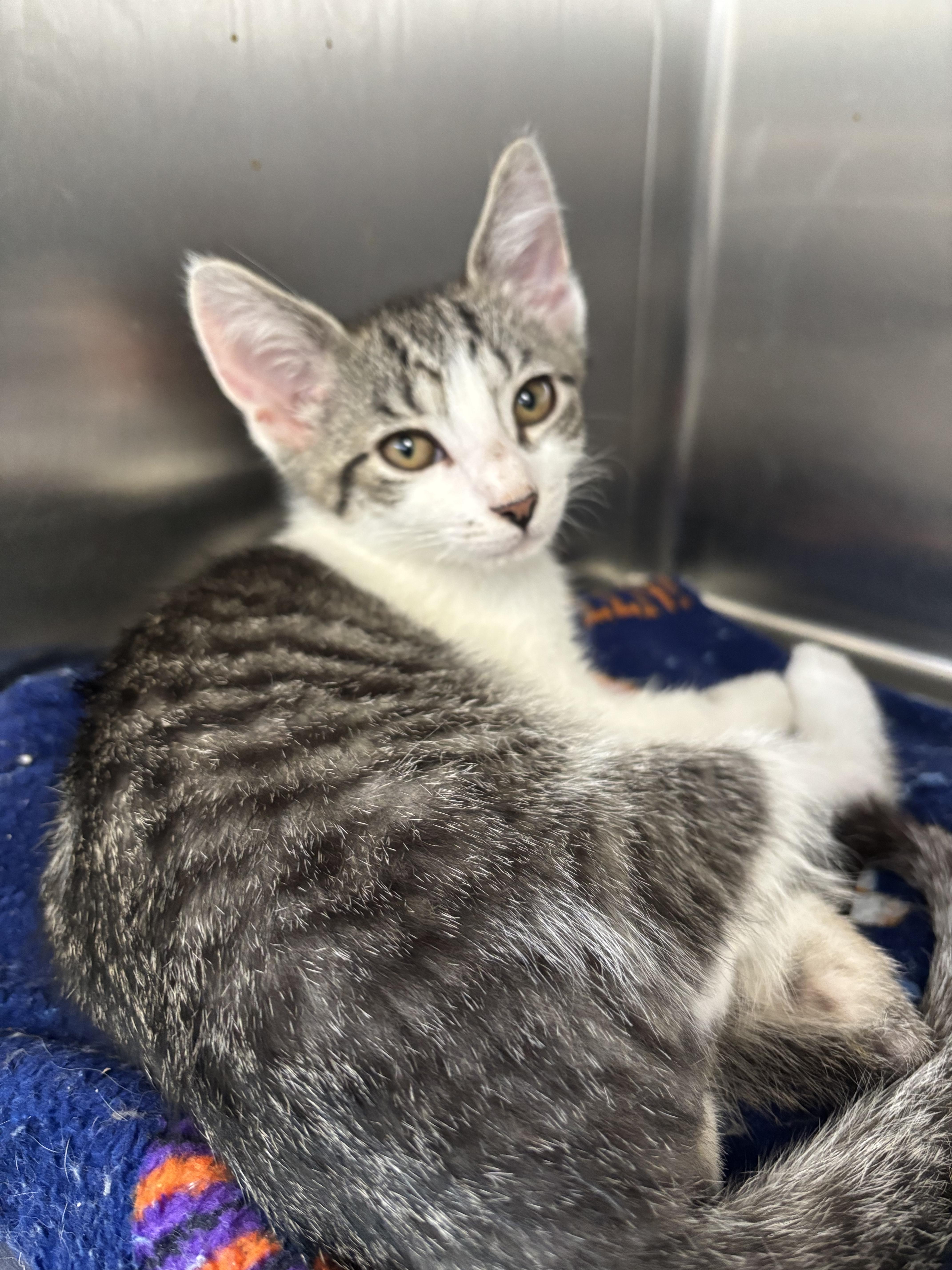 A baby medium-sized male Tabby (Gray / Blue / Silver) Domestic Short Hair cat named Aladdin for adoption in Wantagh, NY