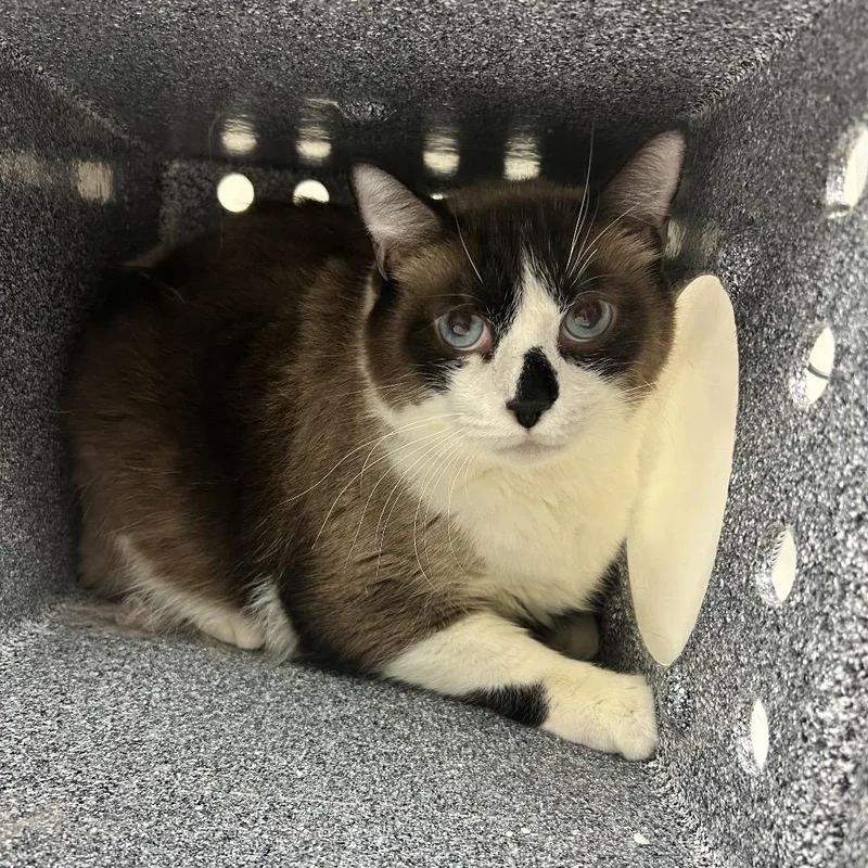 An adult extra large-sized male Brown / Chocolate Domestic Short Hair cat named Coconut for adoption in Reno, NV