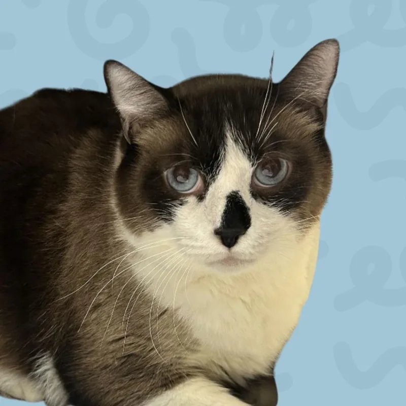 Coconut thumbnail 2