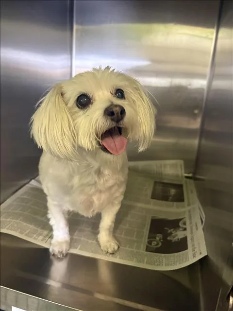 A senior medium-sized male Maltese dog named Sammi for adoption in Los Angeles, CA