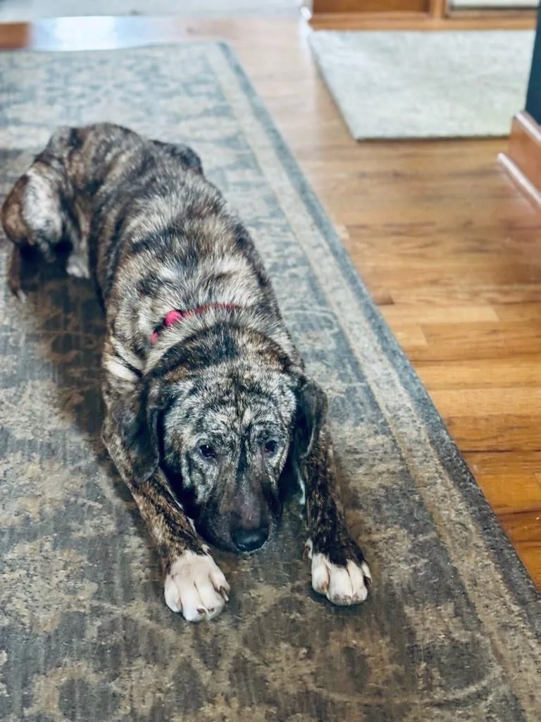 A senior medium-sized female Brindle Pit Bull Terrier dog named Blanche for adoption in Oswego, IL