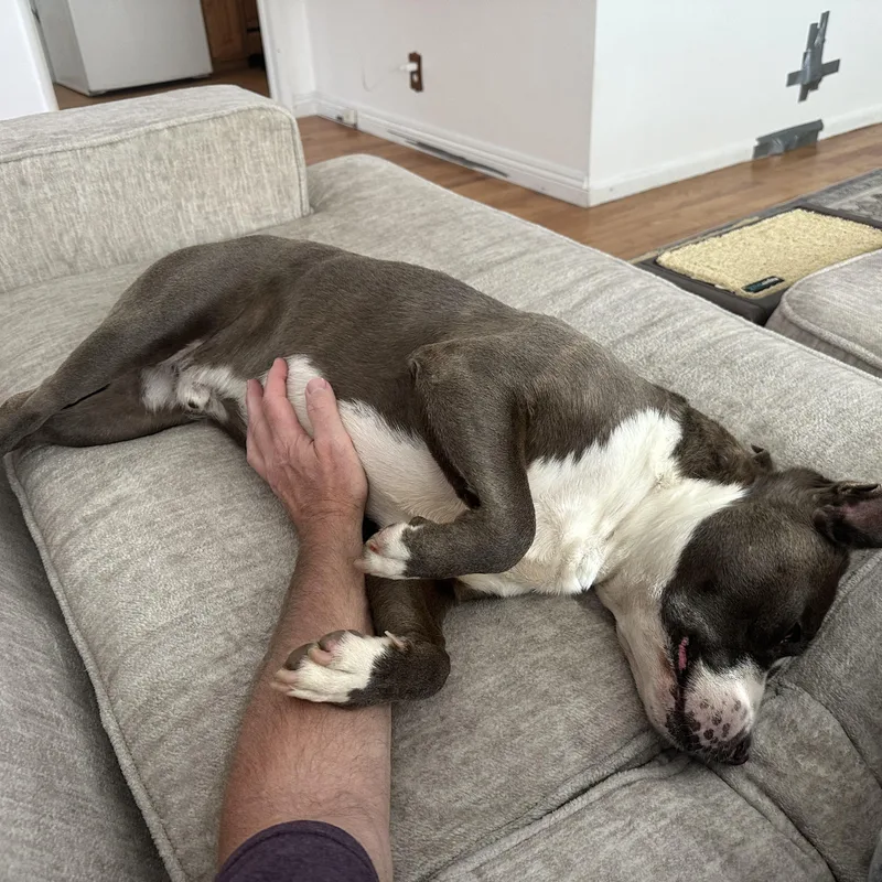 An adult medium-sized male Tricolor (Brown, Black, & White) American Staffordshire Terrier dog named Biggie for adoption in Van Nuys, CA