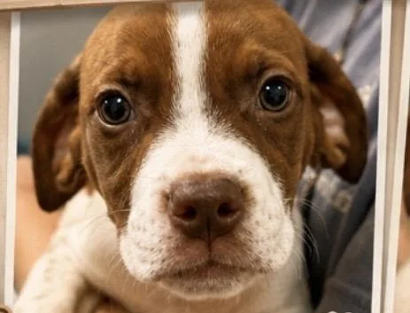 A baby medium-sized male Pointer dog named Amigo for adoption in Copiague, NY