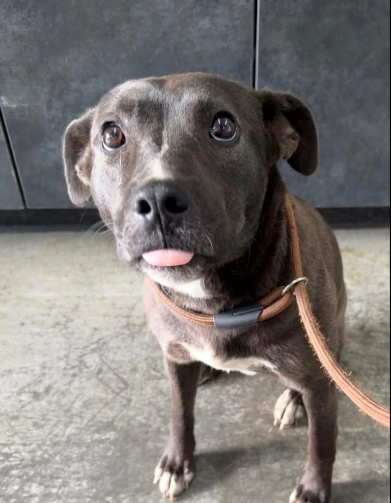 A young large-sized female Pit Bull Terrier dog named Cinder for adoption in Henderson, NC