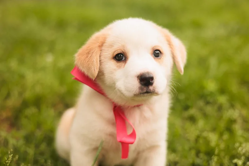 A baby medium-sized female Yellow / Tan / Blond / Fawn Mixed Breed dog named Miriam Transport for adoption in Gradyville, KY