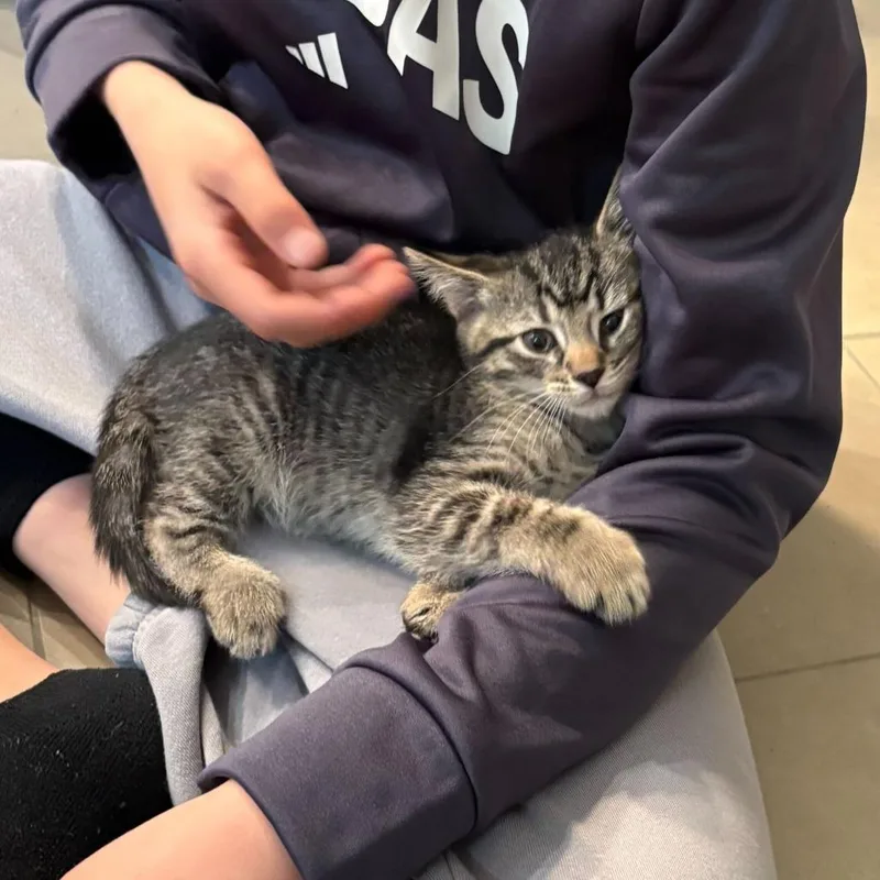 A baby small-sized male Brown / Chocolate Domestic Short Hair cat named Tau Ceti for adoption in New York, NY