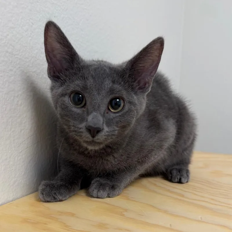 A baby small-sized male Gray / Blue / Silver Domestic Short Hair cat named Donkey for adoption in Cody, WY