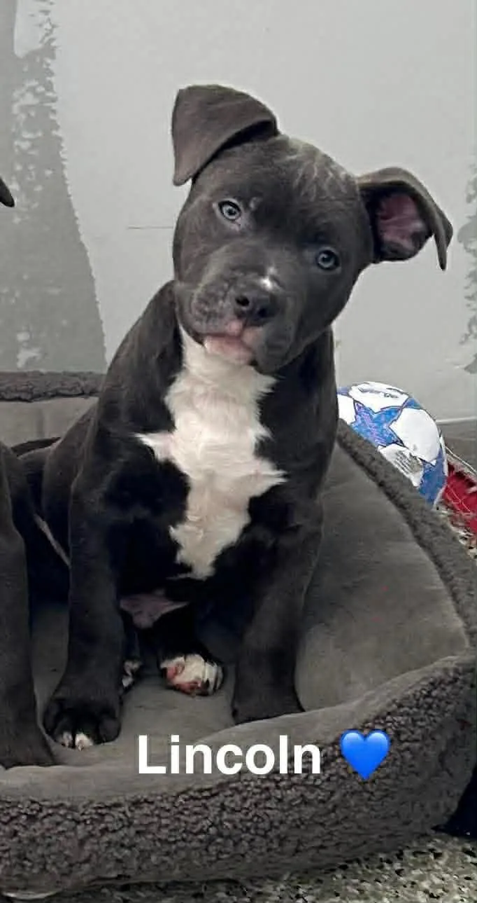 A baby medium-sized male Gray / Blue / Silver American Staffordshire Terrier dog named Lincoln for adoption in Salem, NH