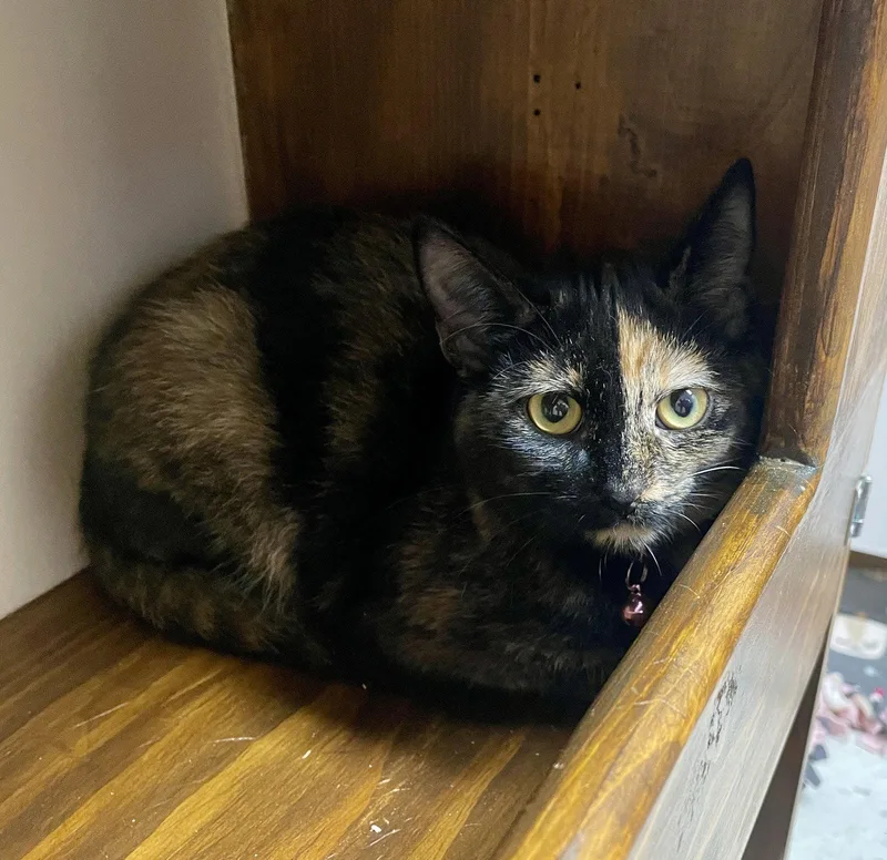 A baby medium-sized female Domestic Short Hair cat named Fiona for adoption in Champaign, IL
