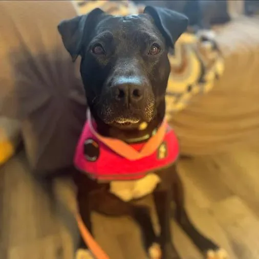 A young medium-sized female Pit Bull Terrier dog named Olive for adoption in Albuquerque, NM