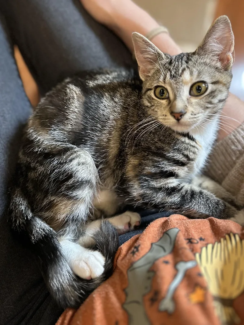 A baby medium-sized female Tabby (Brown / Chocolate) Domestic Short Hair cat named Fiona for adoption in Maple Valley, WA