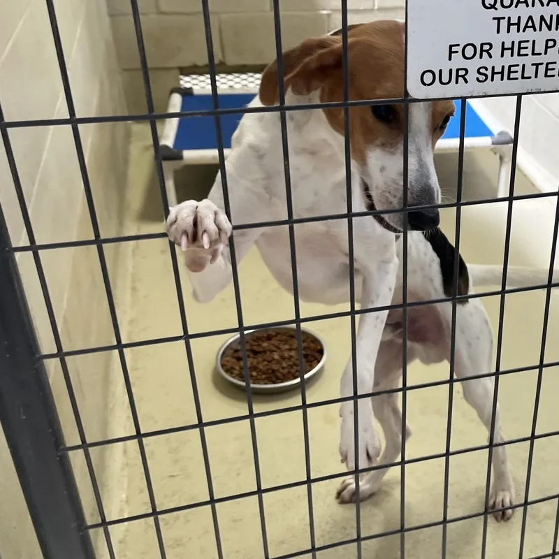 An adult medium-sized male Tricolor (Brown, Black, & White) Foxhound dog named Huck for adoption in Clarksville, VA
