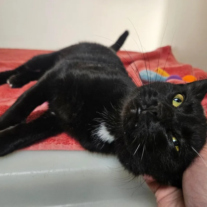 A young medium-sized female Black Domestic Short Hair cat named Tippy for adoption in Harrisonburg, VA