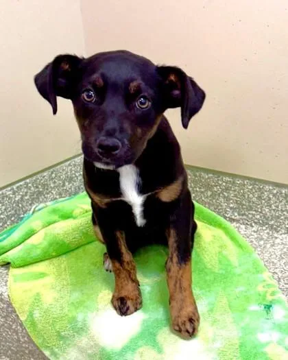 A baby medium-sized female Mixed Breed dog named Bethany for adoption in Washington, DC
