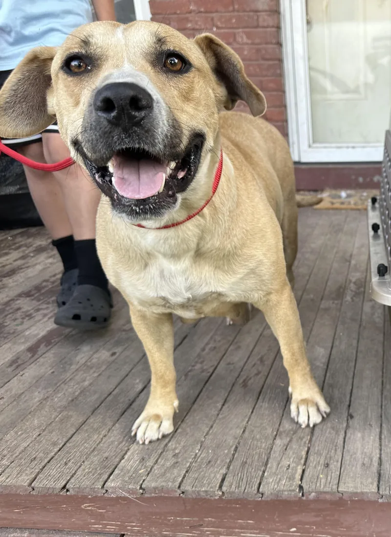 A young medium-sized female Yellow / Tan / Blond / Fawn Pit Bull Terrier dog named Raven for adoption in Charleston , WV