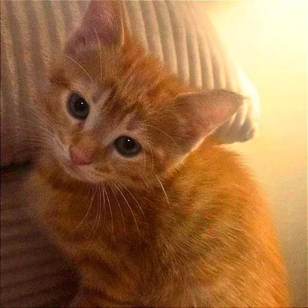 A baby small-sized female Orange / Red Domestic Short Hair cat named Orange for adoption in Green Bay, WI