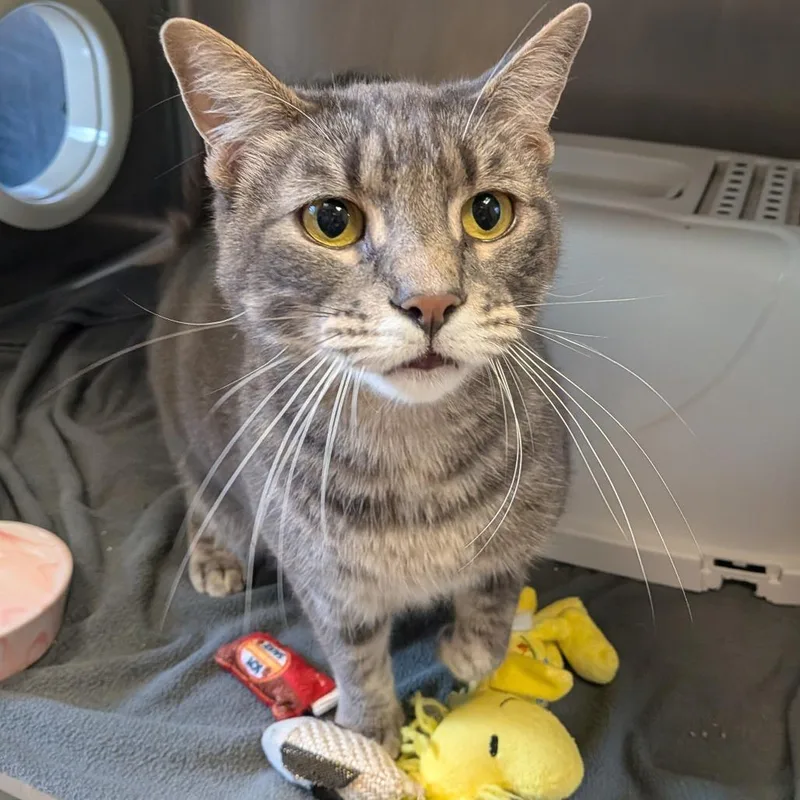 An adult large-sized male Gray / Blue / Silver Domestic Short Hair cat named Misho for adoption in Toledo, OH