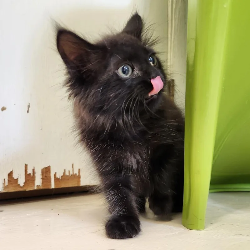 A baby small-sized male Black Domestic Short Hair cat named Ozzy for adoption in Delaware, OH