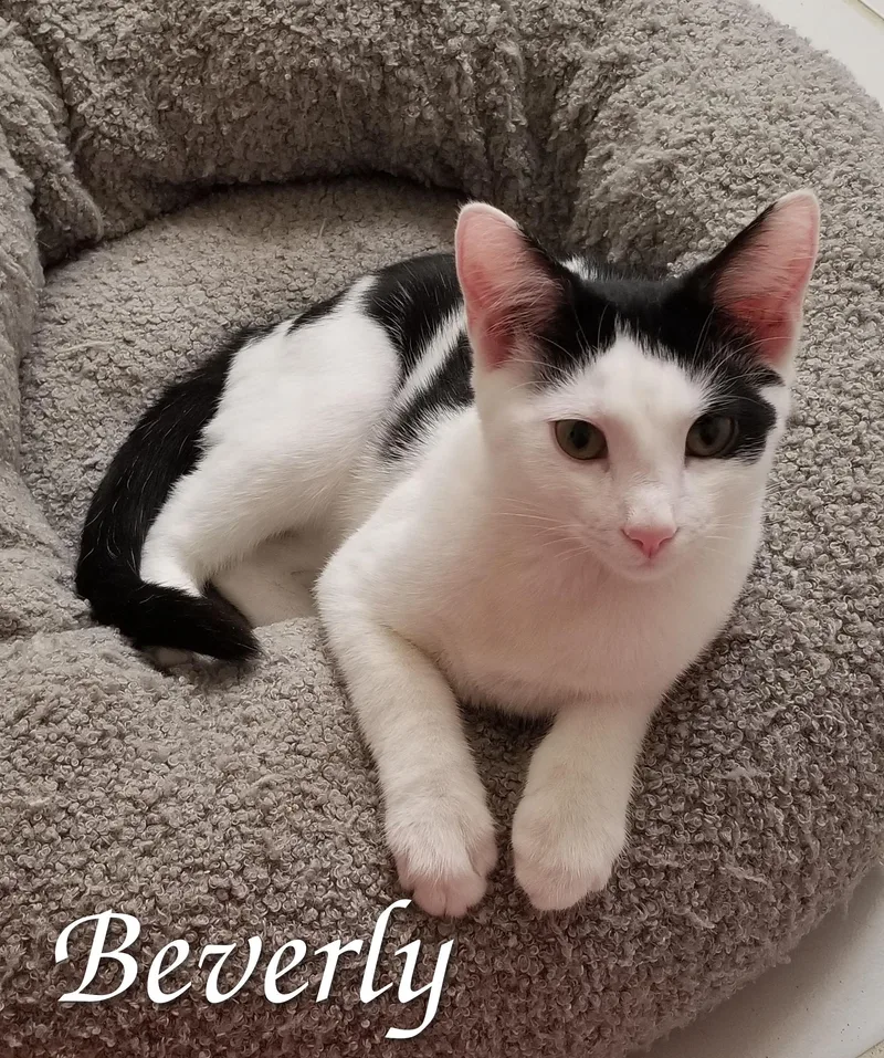A baby medium-sized male Black Domestic Short Hair cat named Say Hello to Beverly for adoption in Laurel, MD