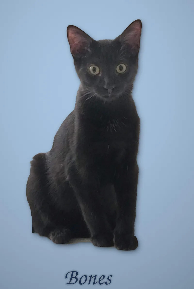 Say Hello to Beverly thumbnail 3