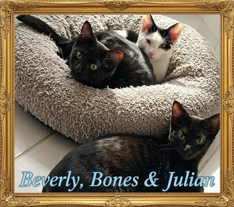 Say Hello to Beverly thumbnail 4