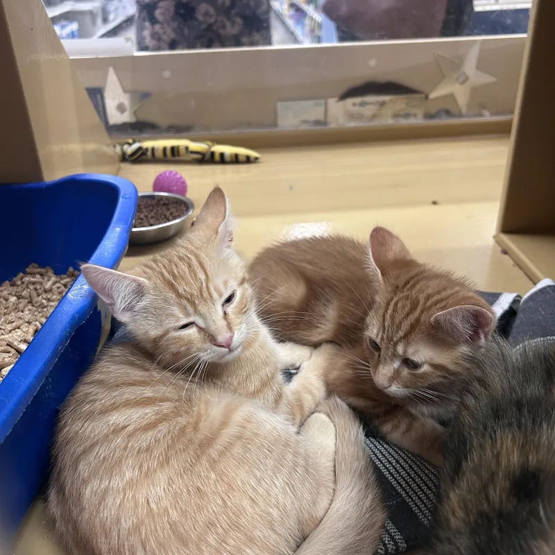 A baby medium-sized male Tabby (Orange / Red) Domestic Short Hair cat named Arlo & Dino for adoption in Worcester, MA