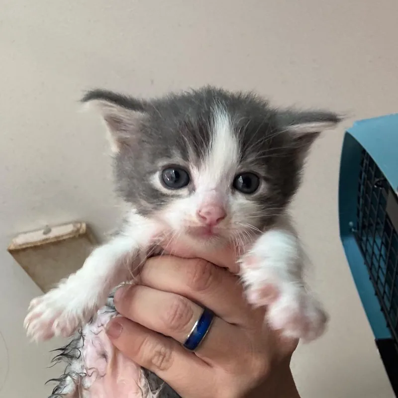 A baby small-sized male Gray / Blue / Silver Domestic Medium Hair cat named Gomer for adoption in Yucaipa, CA