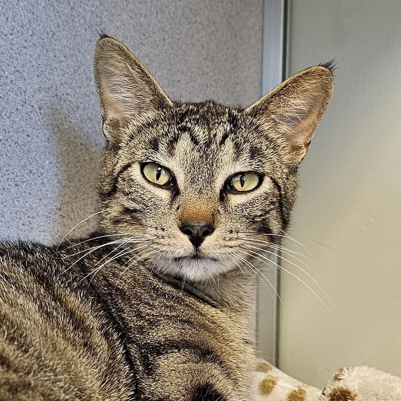 An adult medium-sized female Tabby (Brown / Chocolate) Domestic Short Hair cat named Pumpkin Pie for adoption in Cedar Rapids, IA