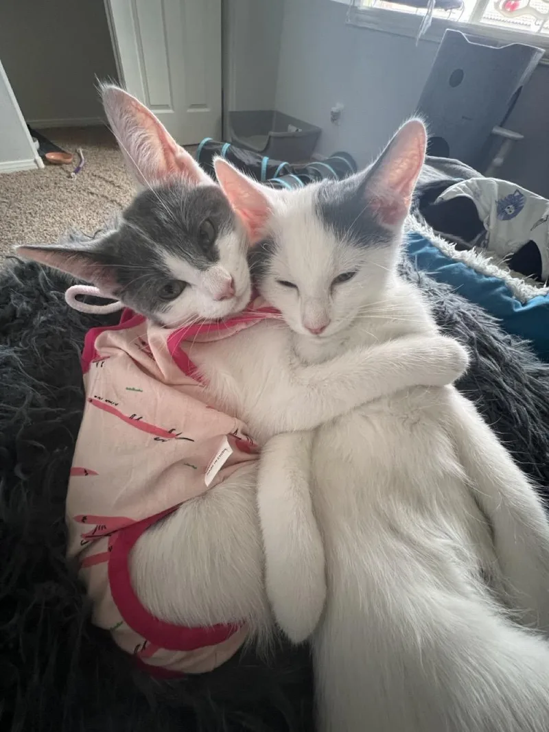 A baby medium-sized female Gray & White Domestic Short Hair cat named Ash for adoption in Las Vegas, NV