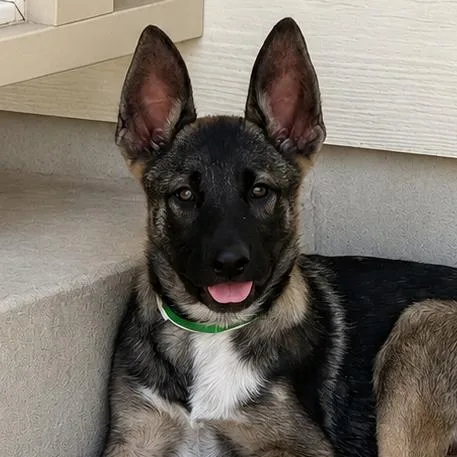 A baby large-sized male Black Belgian Shepherd / Malinois dog named Riot LLD for adoption in Austin, TX