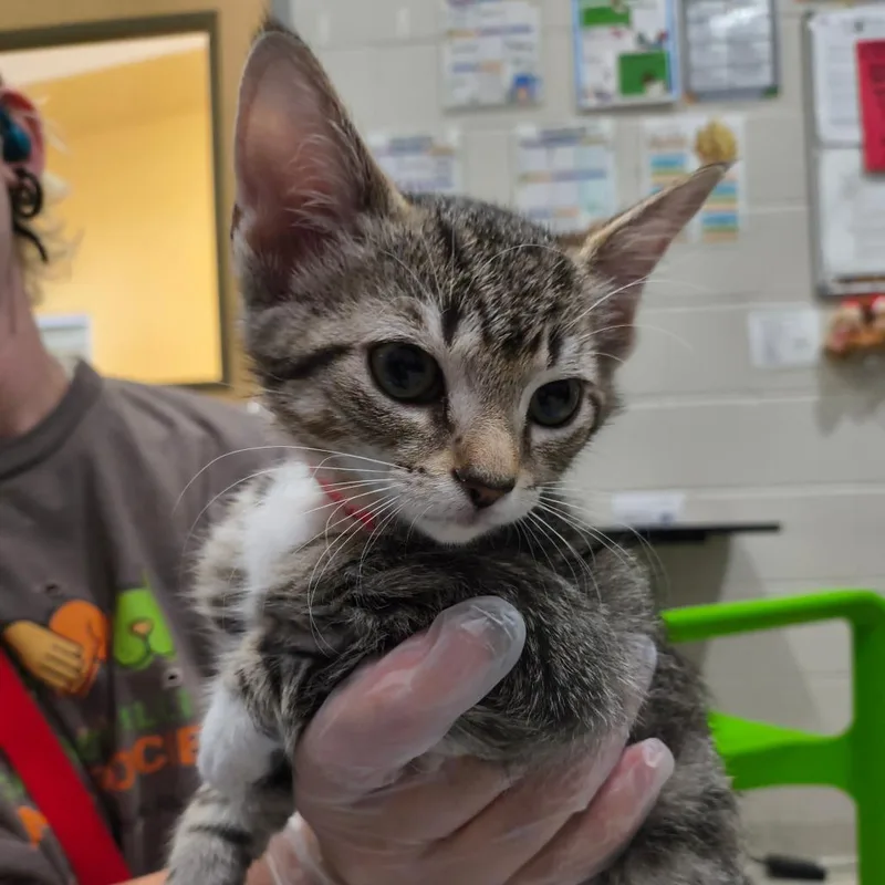 A baby small-sized female Gray / Blue / Silver Domestic Short Hair cat named Sammie for adoption in Jacksonville, FL