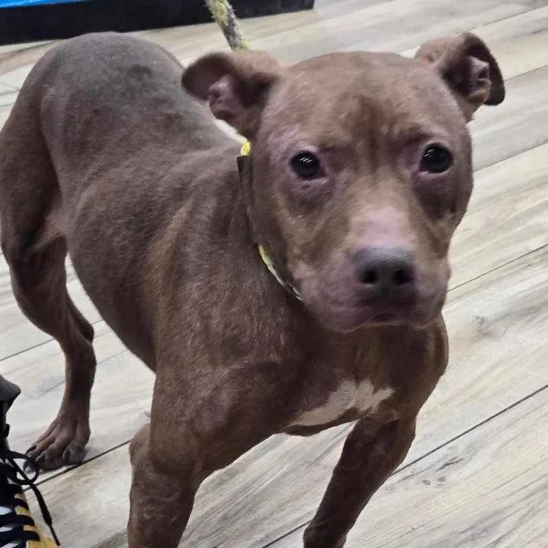 A senior medium-sized female Pit Bull Terrier dog named Sammy for adoption in Newark, NJ