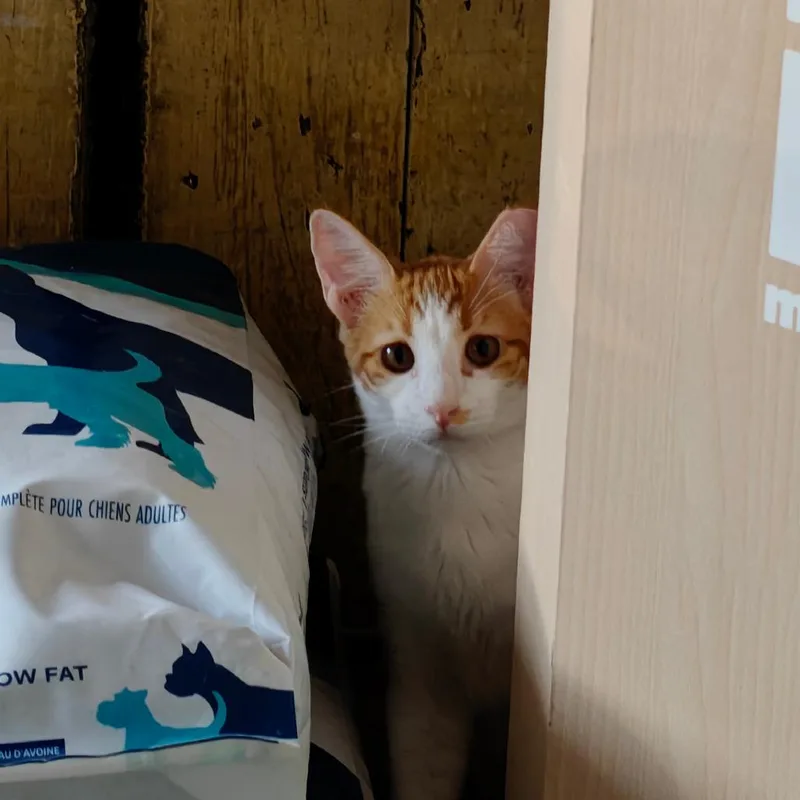 A baby small-sized male Domestic Short Hair cat named Vlad for adoption in New Orleans, LA