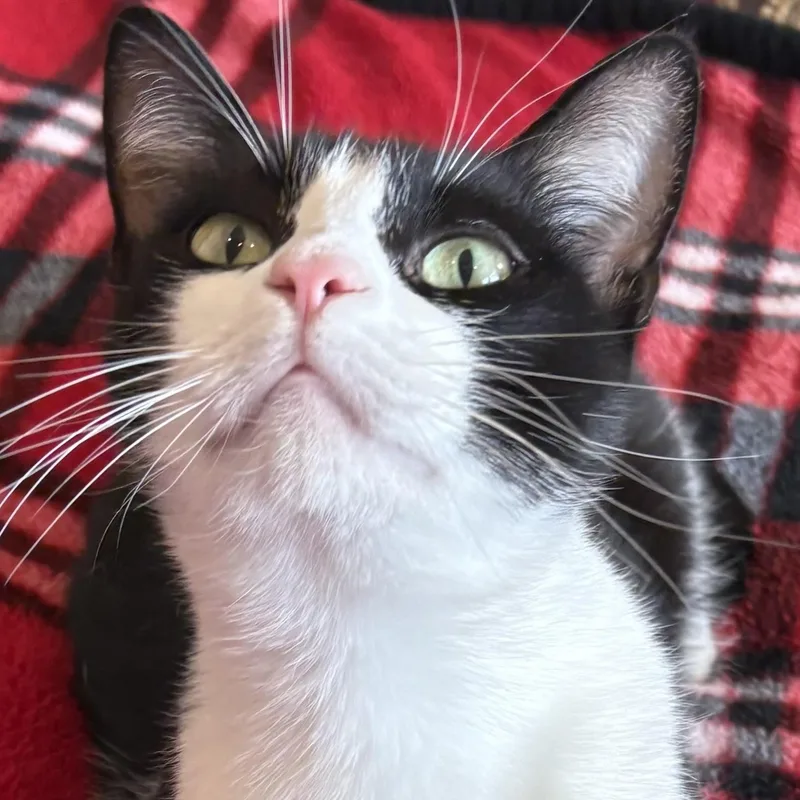 A young medium-sized male Black & White / Tuxedo Domestic Short Hair cat named Morati for adoption in Liverpool, TX