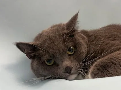 An adult small-sized female Domestic Short Hair cat named Sosa for adoption in Woodbury, MN