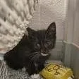 A baby small-sized female Domestic Short Hair cat named Buttercup for adoption in Knoxville, TN