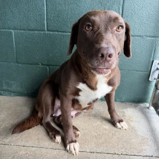 An adult medium-sized female Brown / Chocolate Labrador Retriever dog named Martha Stewart for adoption in Carencro, LA