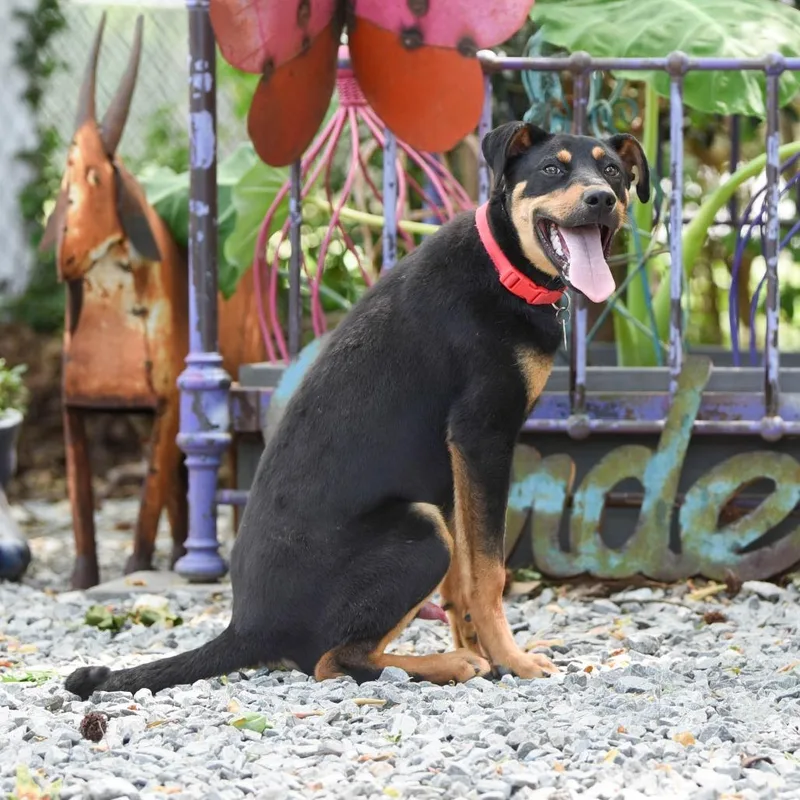 A young medium-sized male Black Doberman Pinscher dog named George for adoption in Wake Forest, NC